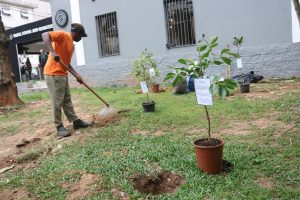 Santos ganha pomar urbano com árvores frutíferas