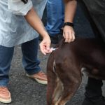 Cubatão promove vacinação e chipagem de animais