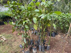 Ecofábrica de Santos recebe mudas para plantar na Vila Gilda