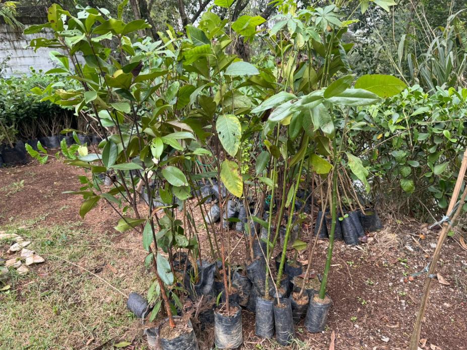 Ecofábrica de Santos recebe mudas para plantar na Vila Gilda