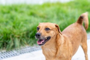 CCZ de Bertioga tem 149 pets para adoção