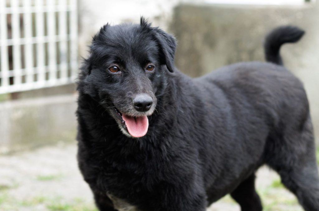 Cubatão lança projeto “Adote um Amigo” para incentivar adoção de cães e gatos