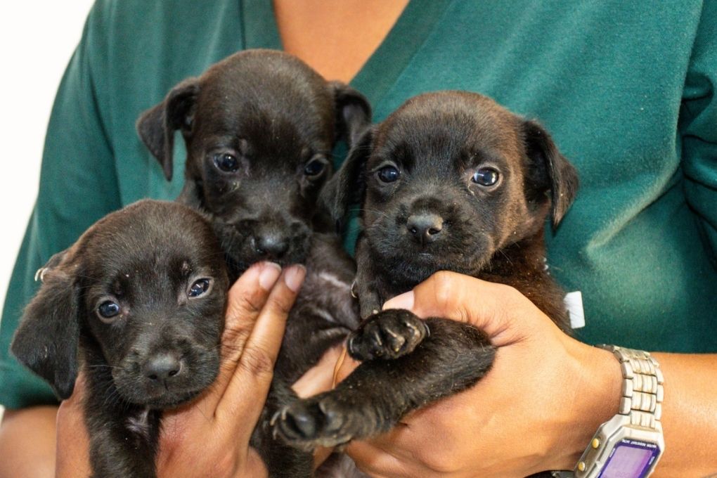 São Vicente intensifica combate aos maus-tratos a animais