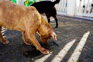 Mongaguá tem feira de adoção de pets neste sábado