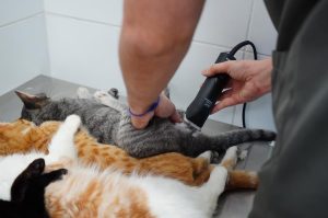 Mongaguá realiza segundo mutirão de castração de pets
