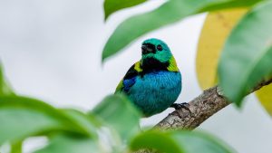 Bertioga lança rota de observação de aves