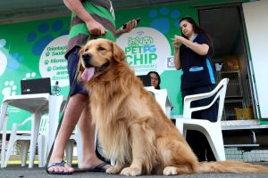 Projeto ‘Pet PG Chip’ chega ao Boqueirão