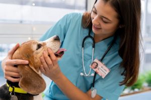 Cubatão amplia ações para cuidados com pets