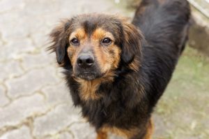 Projeto “Adote um Amigo” incentiva adoção de animais