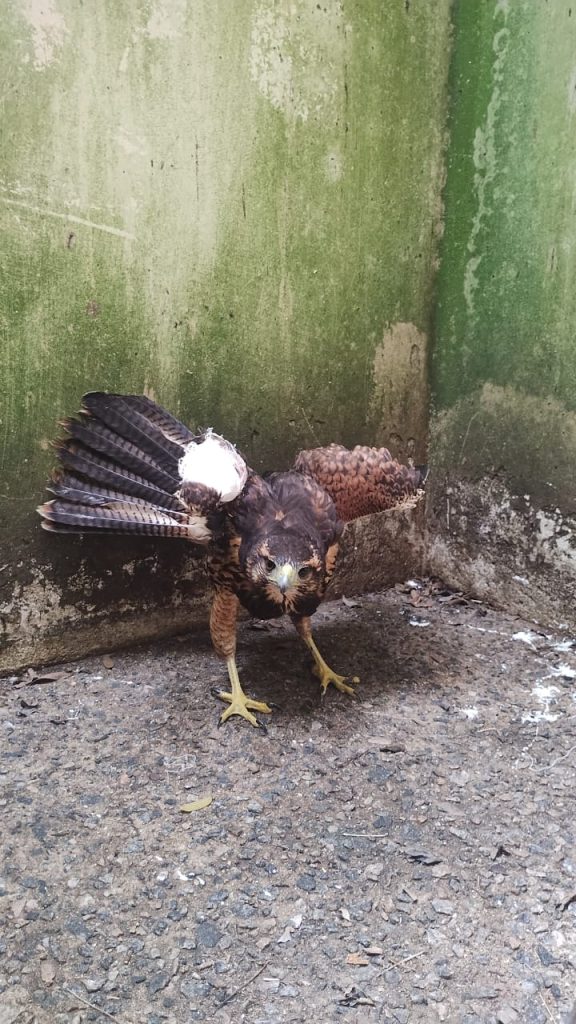 Animais silvestres aumentam presença na ‘selva de pedra’