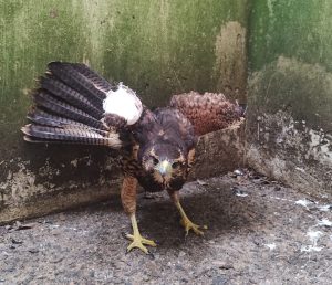 Animais silvestres aumentam presença na ‘selva de pedra’