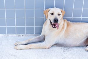 Bertioga tem mais de 170 animais disponíveis para adoção
