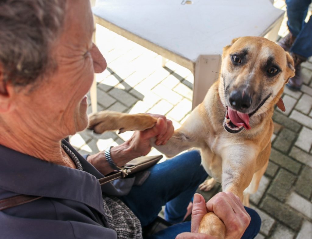 Feira de Adoção Pet acontece neste sábado em Mongaguá