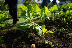 Mongaguá promove Feira de Troca de Mudas