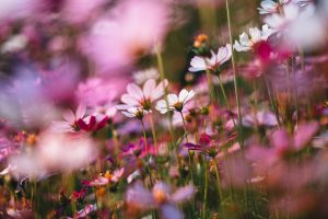 Que venham as flores