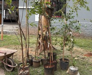 Santos ultrapassa meta de plantar 2 mil árvores em 2025