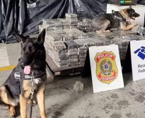 Receita Federal apreende 482 kg de cocaína no Porto de Santos