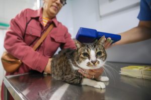 Projeto Pet PG Chip retorna ao Samambaia com microchipagem