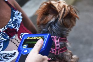 Projeto ‘Pet PG Chip’ chega ao Bairro Mirim neste sábado (8)