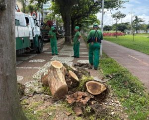 Santos transforma troncos de árvores mortas em bancos sustentáveis