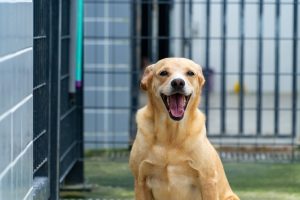 Bertioga tem 178 animais para adoção responsável no Centro de Zoonoses