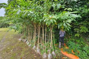 Cubatão consegue plantar 1100 árvores com técnica de Plano de Arborização