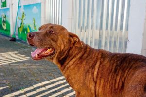 Feira de Adoção de Animais acontece neste sábado em Mongaguá
