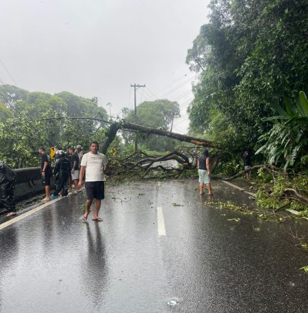 Queda de árvore bloqueia totalmente a Via Anchieta