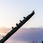 Migrantes como tapicuru