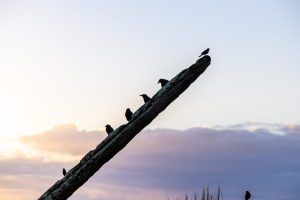 Migrantes como tapicuru
