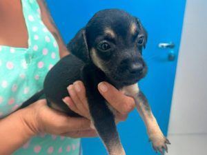 Mongaguá realiza Feira de Adoção Pet neste sábado (10)