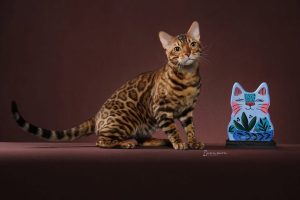 Festival reúne gatos raros e exóticos em Santos neste final de semana