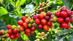 Vale do Ribeira recebe workshop e fortalece produção de café