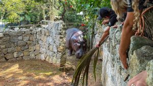 Hipopótamo Ramon deixa São Vicente e vai para Zoo de SP