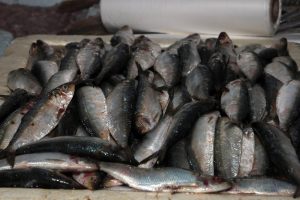 Festival da Sardinha começa terça-feira no Mercado de Peixes de Santos