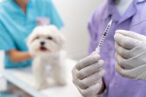 Itanhaém oferece vacinação antirrábica gratuita para pets às quartas-feiras