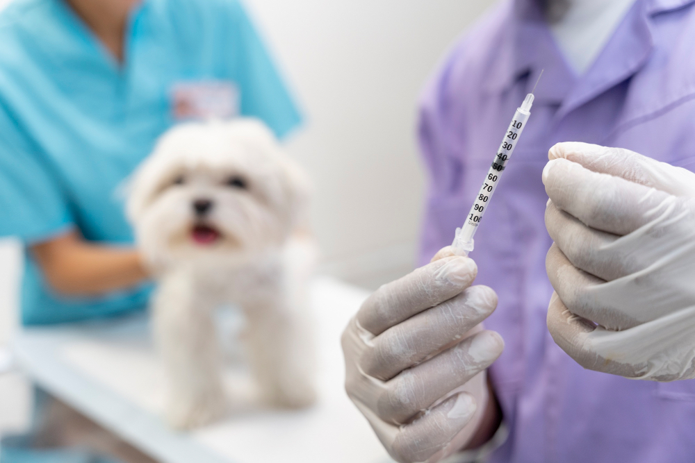 Itanhaém oferece vacinação antirrábica gratuita para pets às quartas-feiras