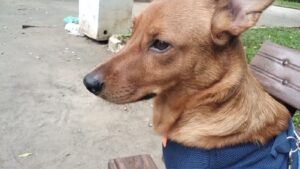 Cão Smart muda a vida de aposentado de São Vicente