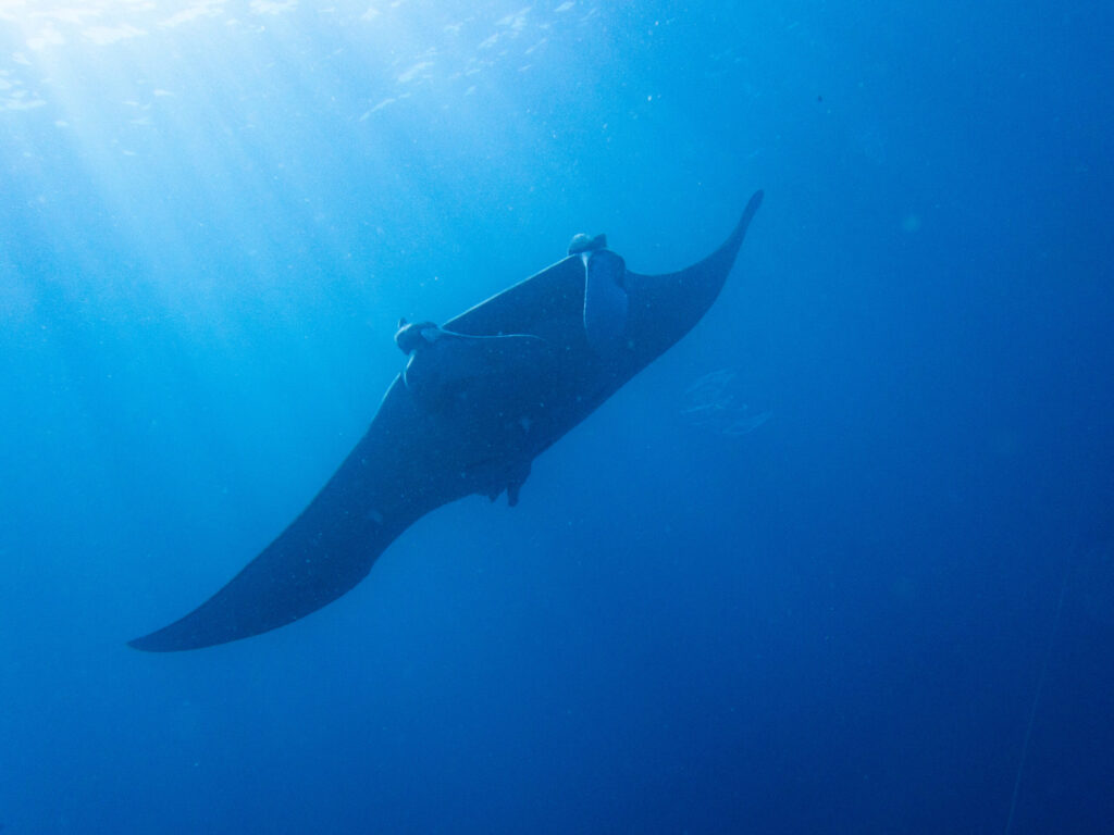 Espécie em extinção, raia-manta é vista em praia de Itanhaém