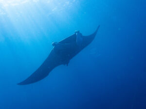 Espécie em extinção, raia-manta é vista em praia de Itanhaém