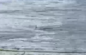 Tubarão é flagrado na Praia das Astúrias; VÍDEO