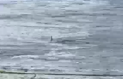 Tubarão é flagrado na Praia das Astúrias; VÍDEO