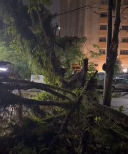 Queda de árvore interdita avenida importante de Guarujá