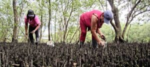 Filme mostra mulheres que mantém viva a pesca artesanal do marisco