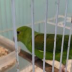 Polícia resgata aves silvestres mantidas irregularmente em Praia Grande; VÍDEO