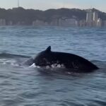 Baleia é flagrada na Baía de São Vicente; VÍDEO