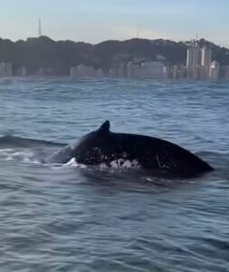 Baleia é flagrada na Baía de São Vicente; VÍDEO