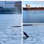 Baleia é vista no canal no Porto de Santos; VÍDEO