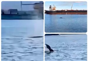 Baleia é vista no canal no Porto de Santos; VÍDEO