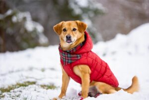 Cubatão dá início à Campanha do Agasalho Pet